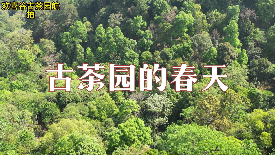 春天的欢喜谷古茶园百花齐放，一片生机勃勃